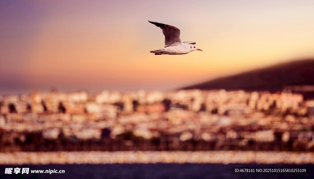 夕阳下飞翔的海鸥