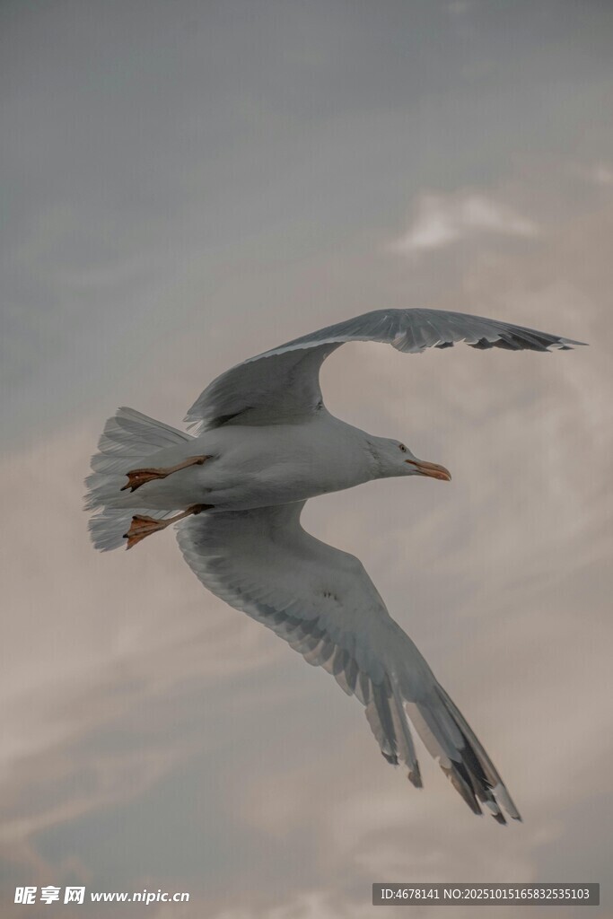 翱翔天际的海鸥