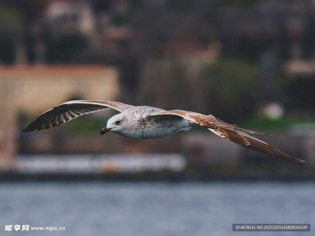 飞翔的海鸥