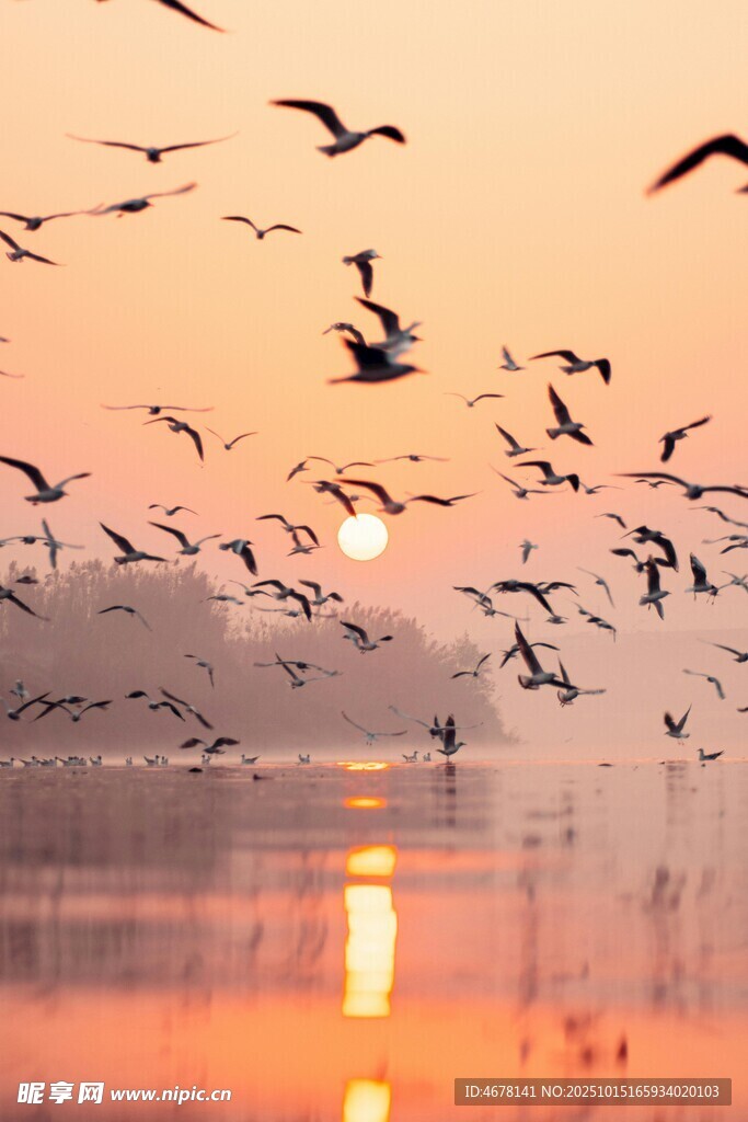 夕阳下群鸟翱翔湖面