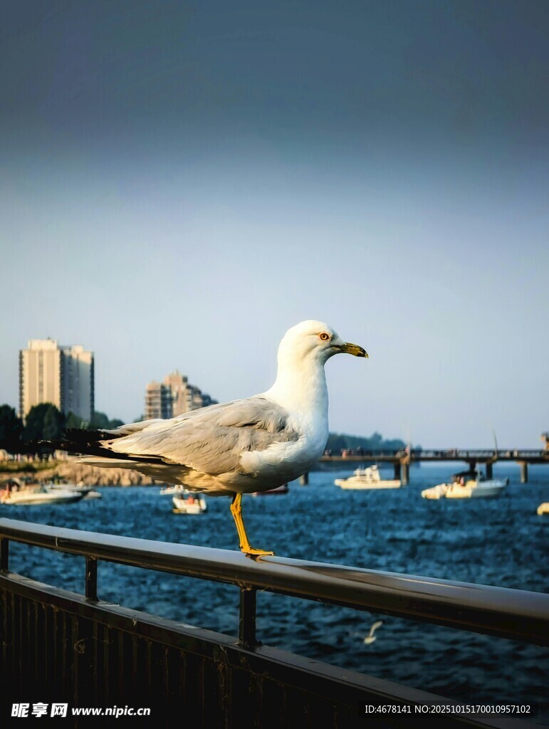 海鸥立于栏杆眺望城市海景