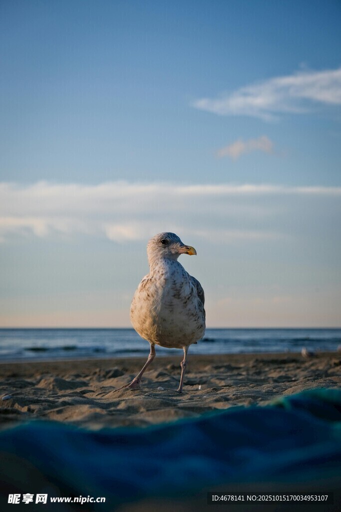 海边独立的海鸥
