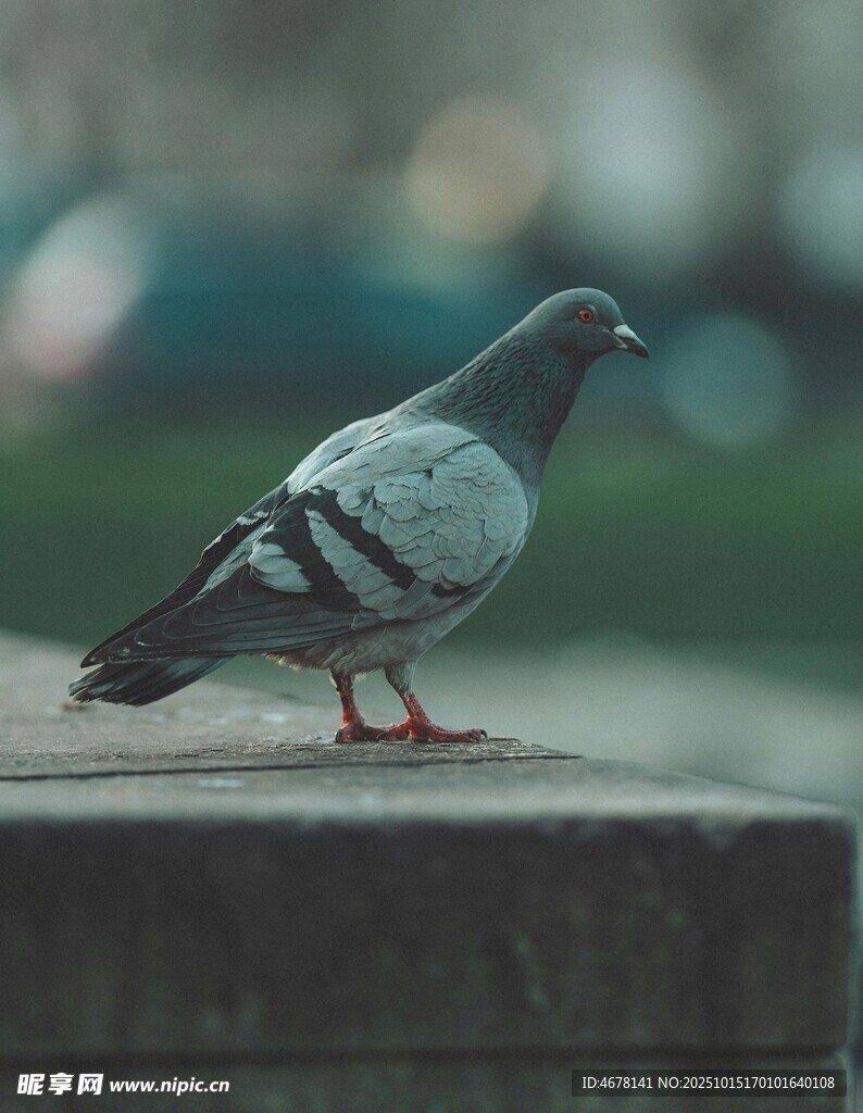 站在石台上的灰鸽子