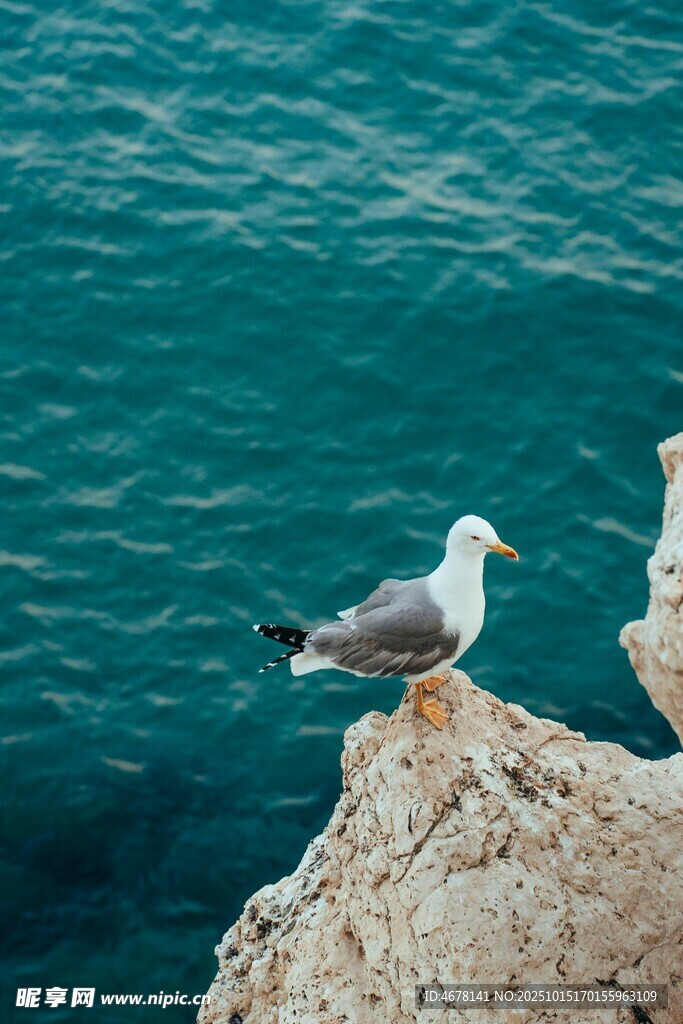 岩石上的海鸥与碧蓝海水