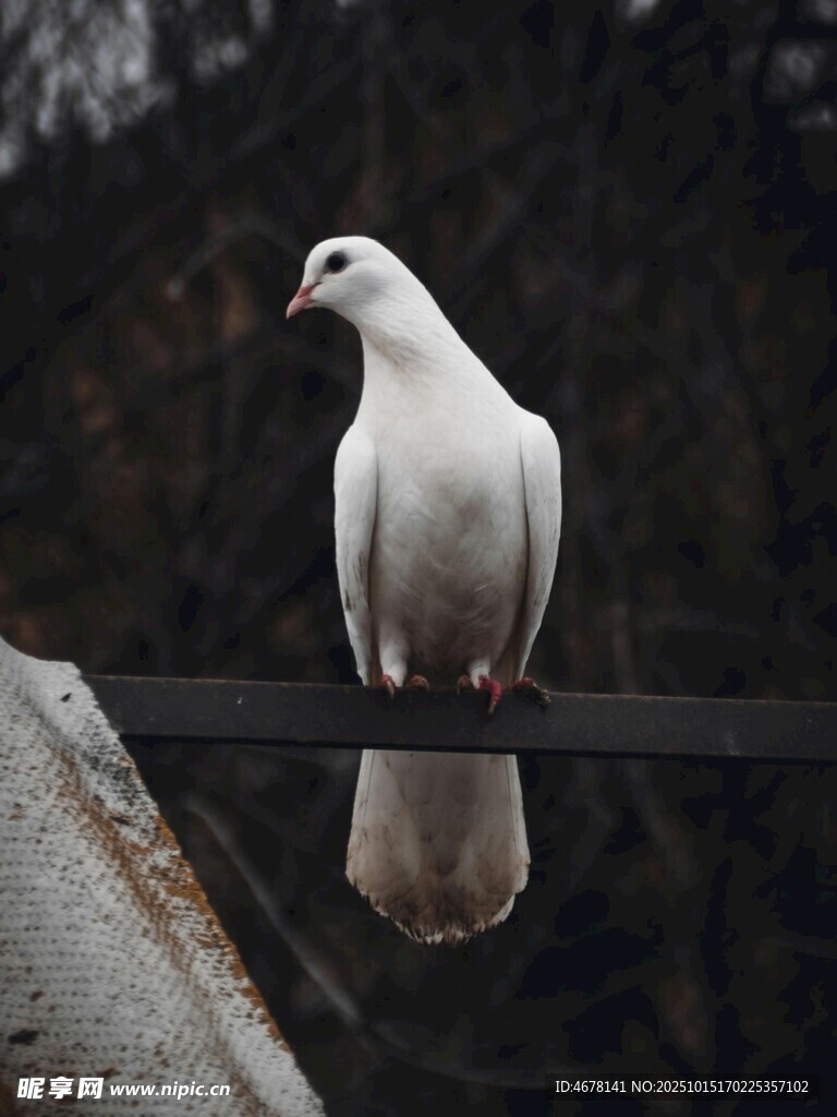 白鸽立于栏杆