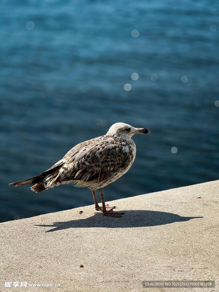 海边站立的海鸥