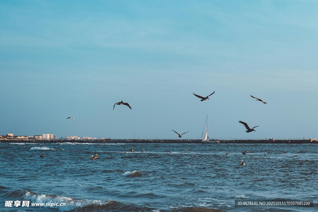 海空飞鸟图