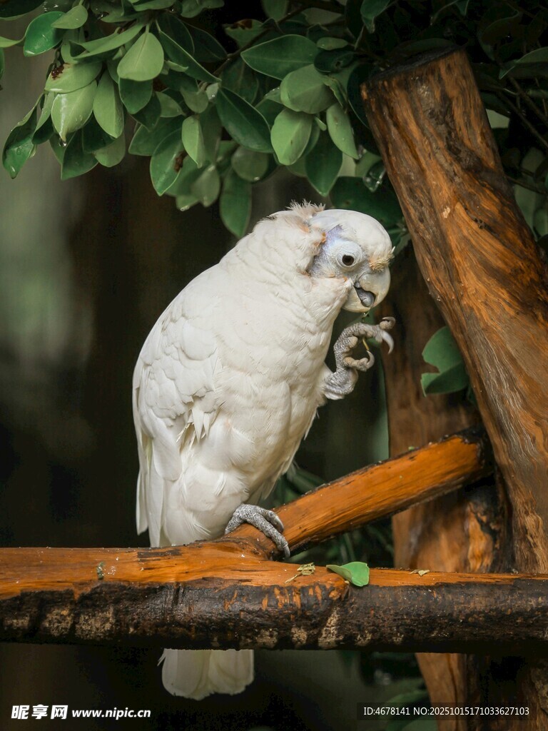 白鹦鹉栖息于木架上