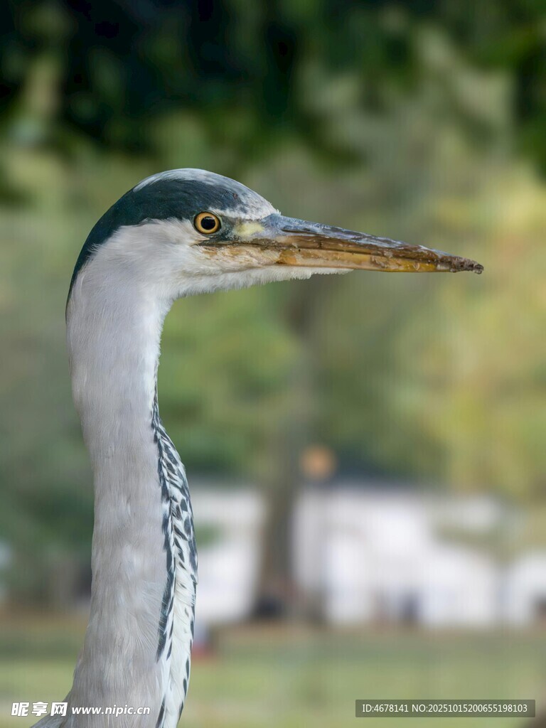 灰鹭特写