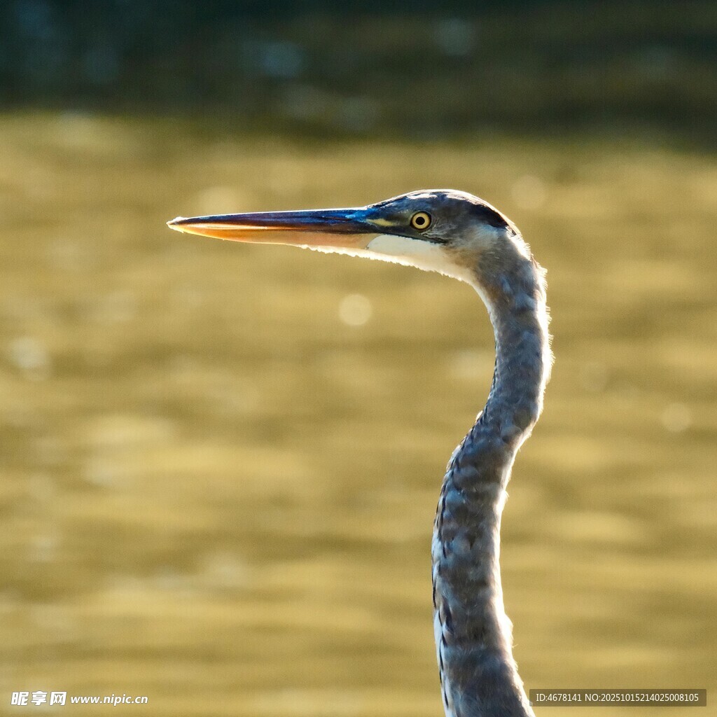 水边长颈鹭鸟特写
