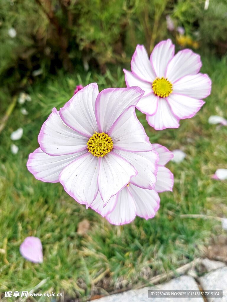两朵美丽波斯菊绽放草地