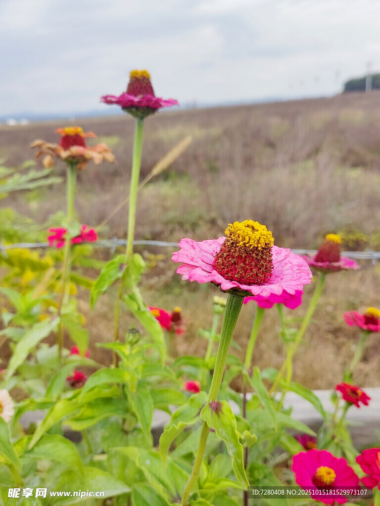 野外绽放的艳丽粉色花朵