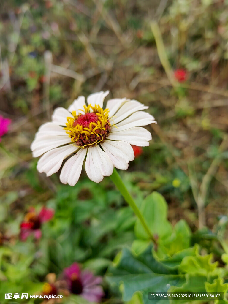 白色单朵花绽放
