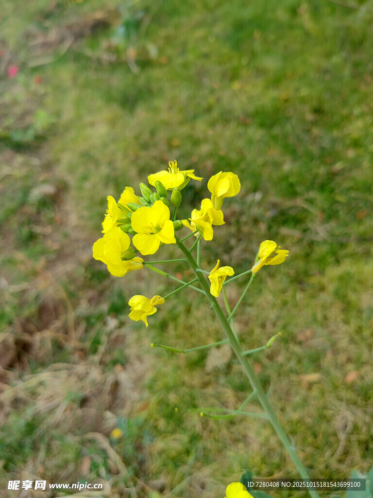 草地上的黄色小花