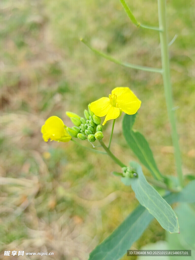 田野中的黄色小花