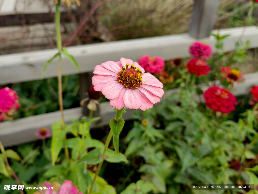 木栏旁娇艳绽放的粉色花朵