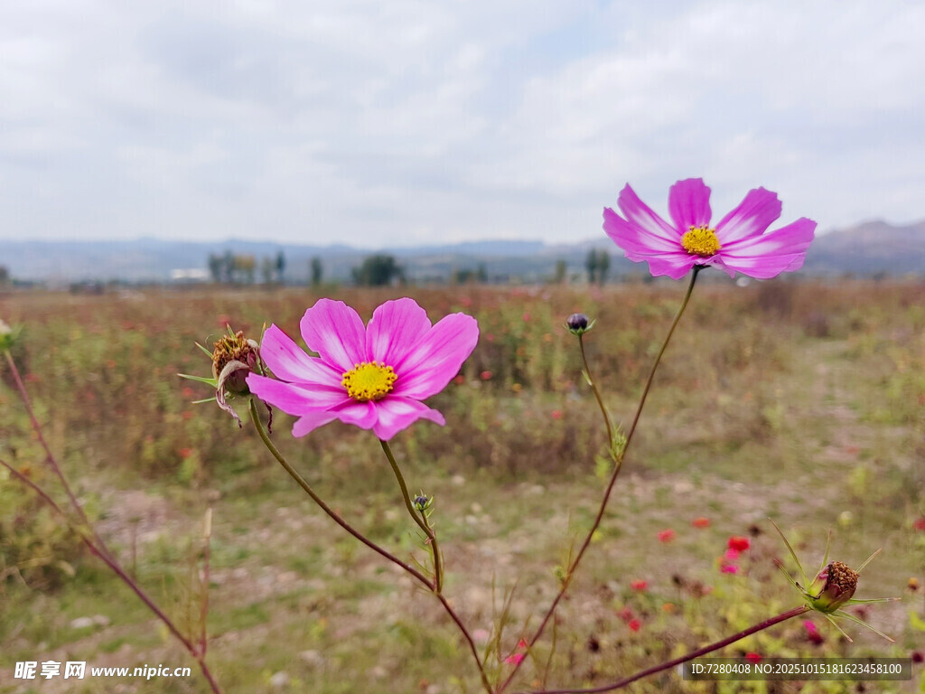 田野中的艳丽波斯菊