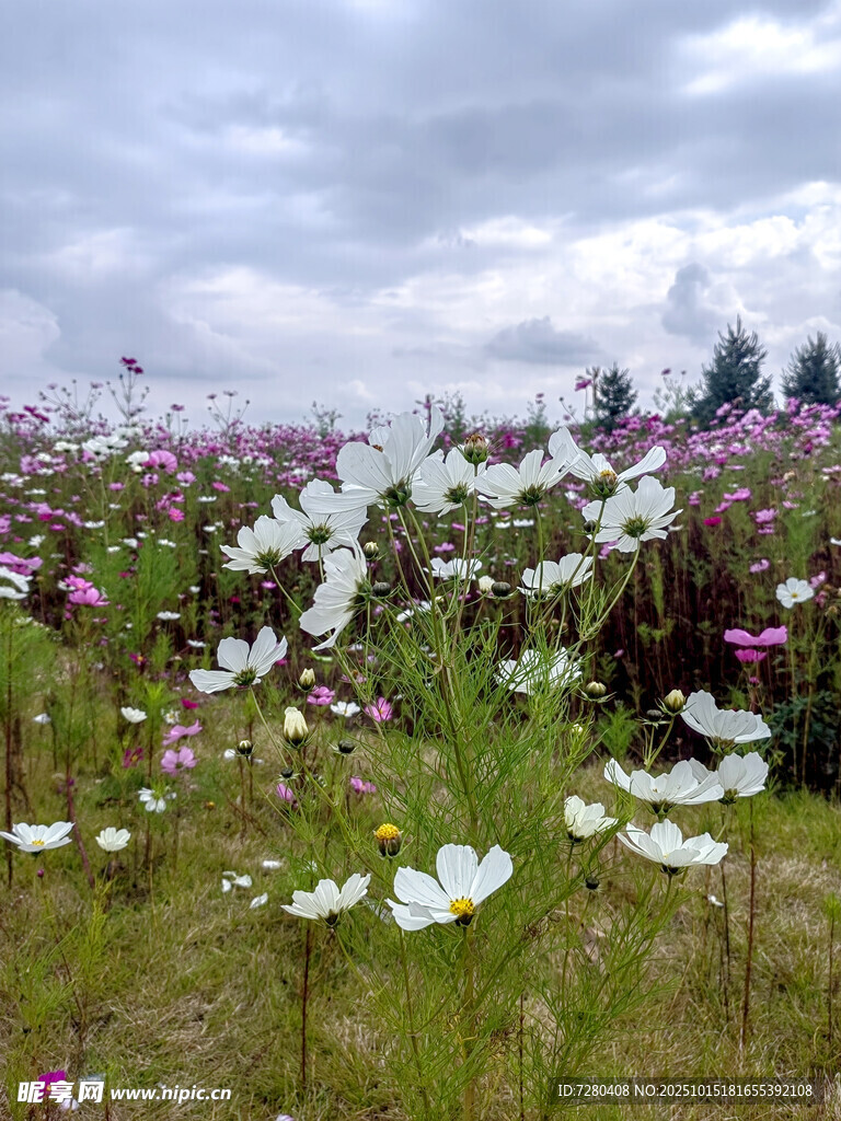 花海烂漫绽放自然之美