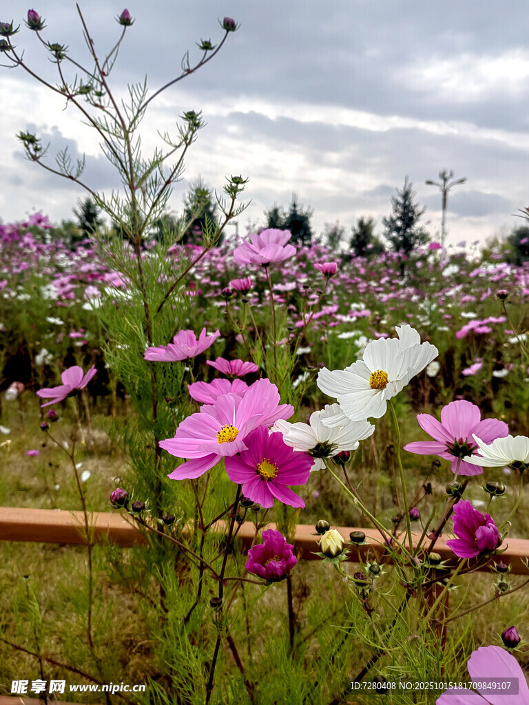 花海烂漫绽放多彩之美