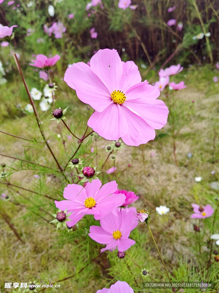 田野中的美丽粉色格桑花