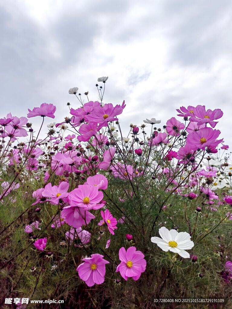 粉白花朵绽放于绿野间