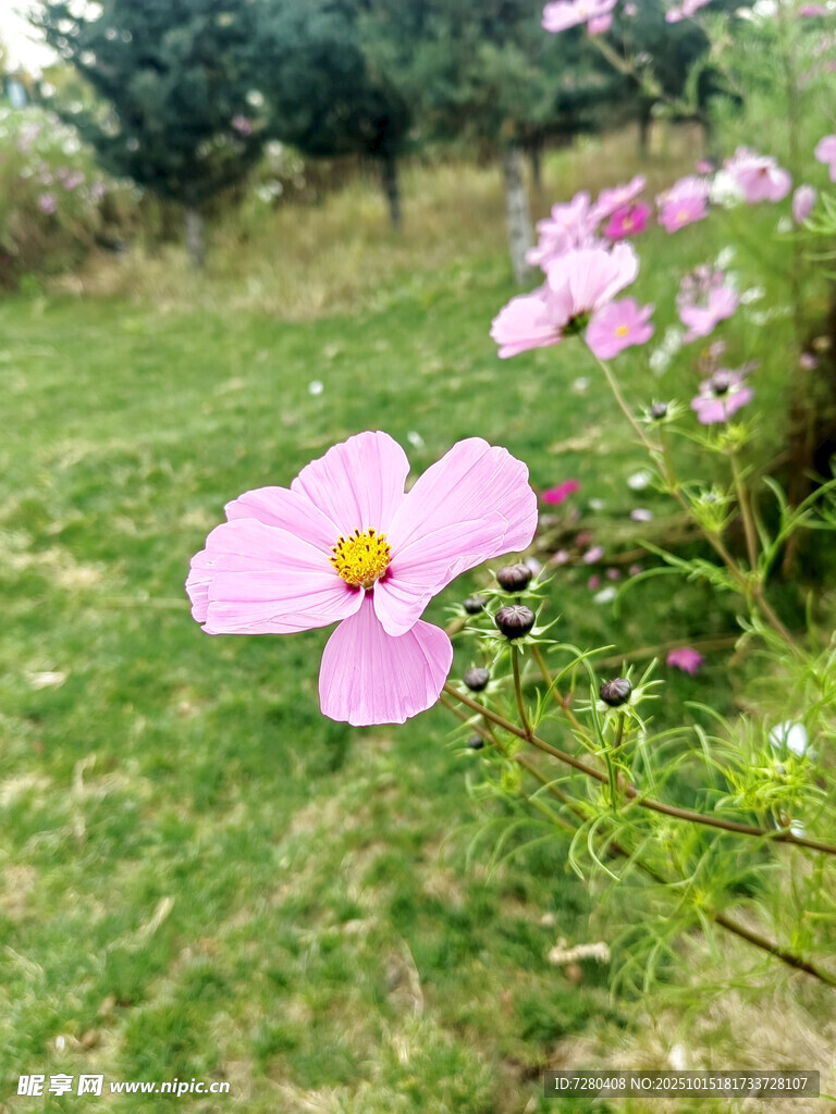 草地中的粉色美丽小花