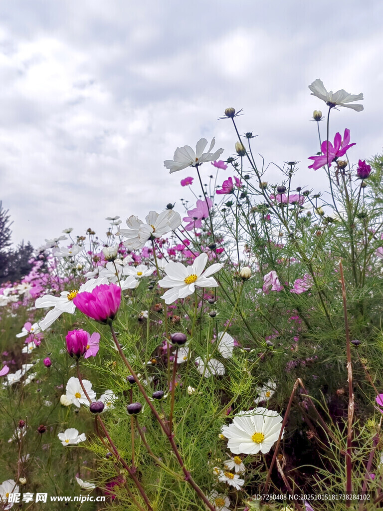 野地绽放的多彩格桑花