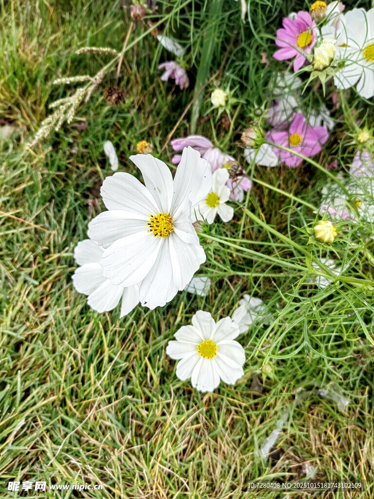 草地上的多彩格桑花