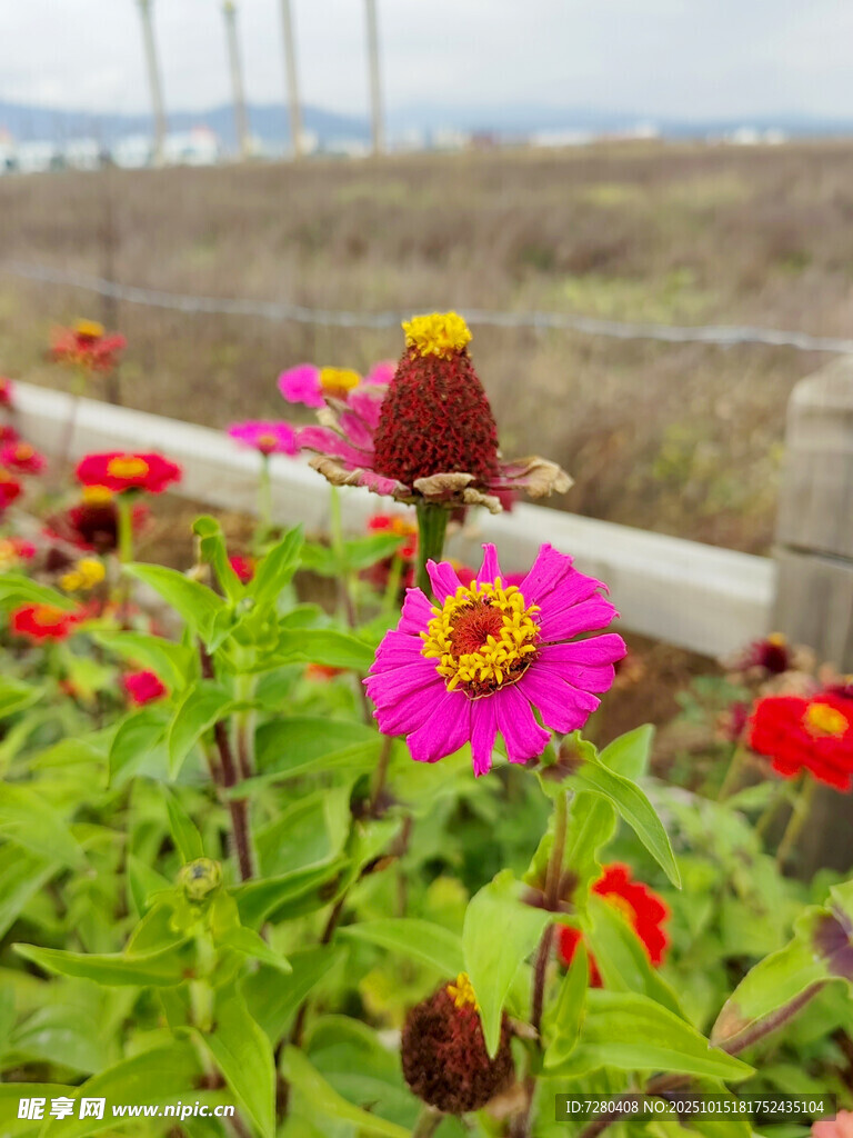 栅栏旁绽放的多彩鲜花