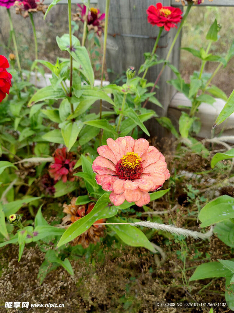 花园中的多彩百日菊