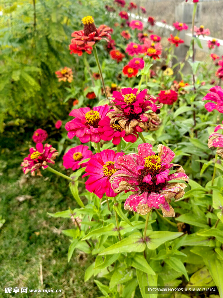 艳丽花丛绽放生机