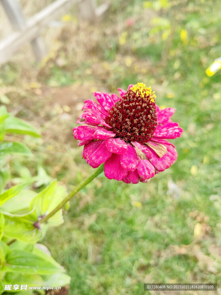 娇艳粉色百日菊绽放