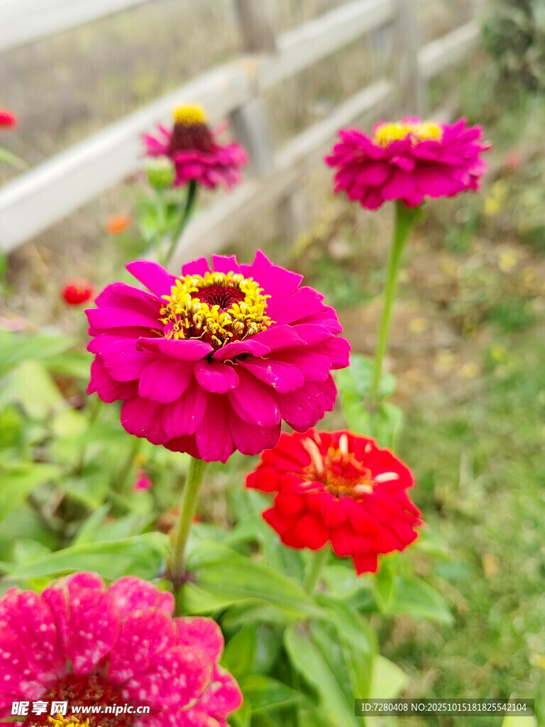 花园中的艳丽百日菊