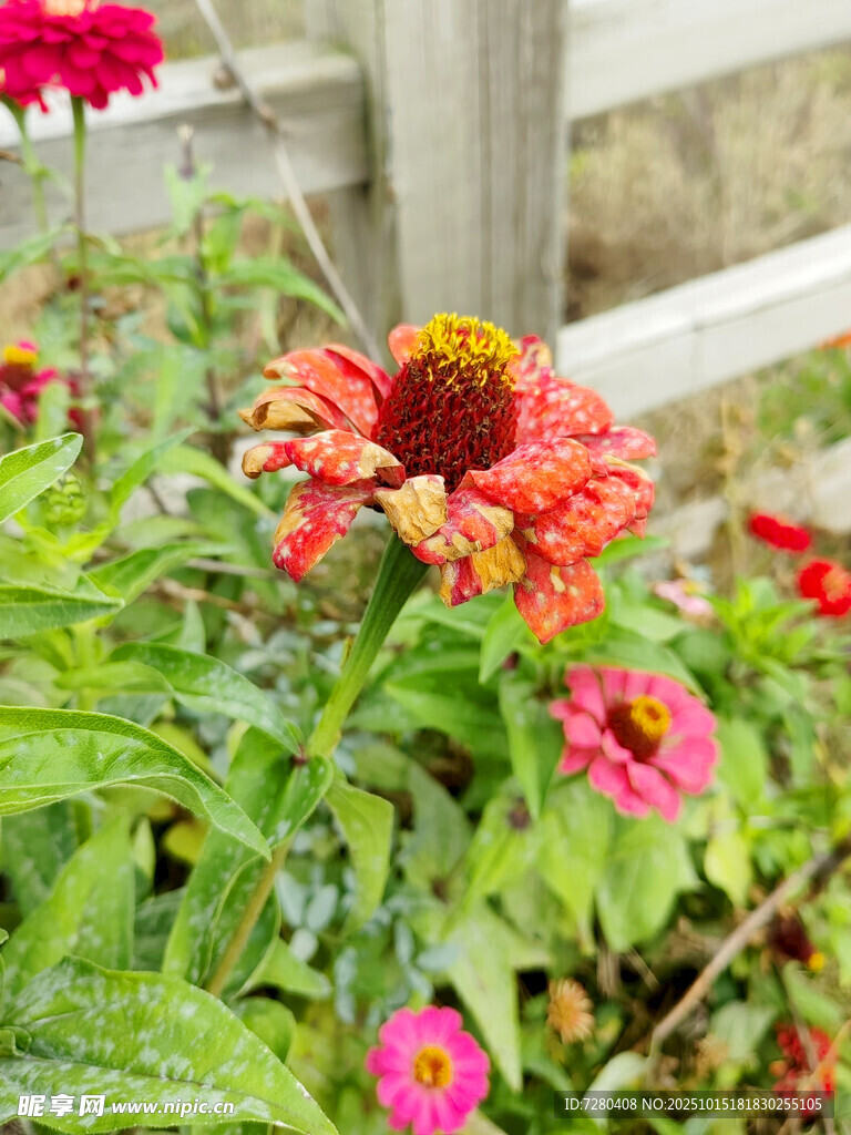 艳丽多彩的庭院花卉绽放