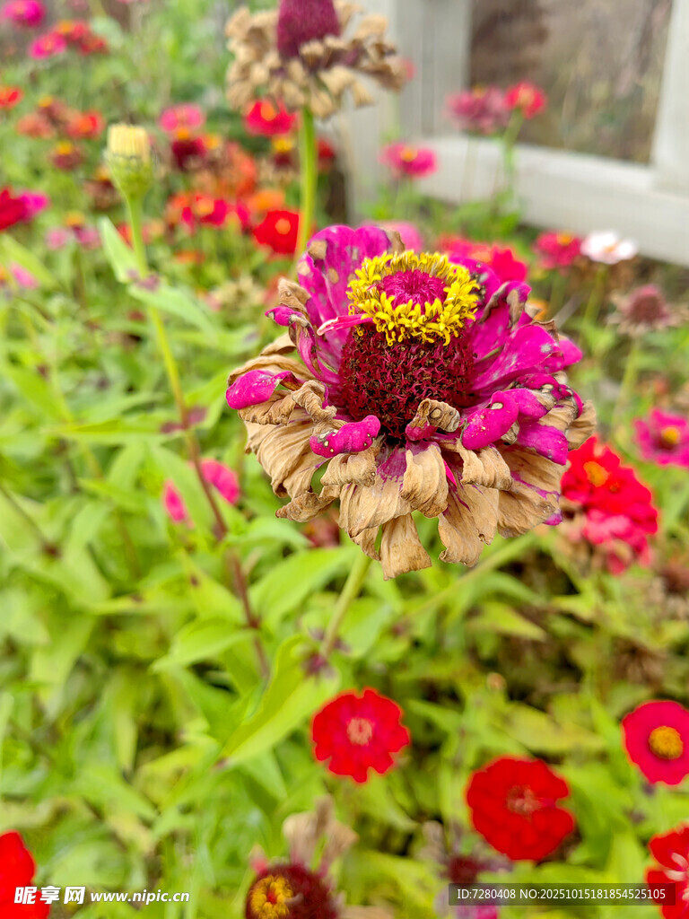 多彩花卉绽放生机