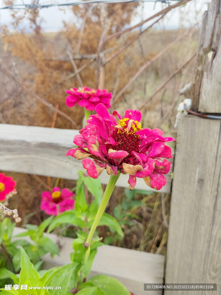 木栅栏旁娇艳的粉色花朵