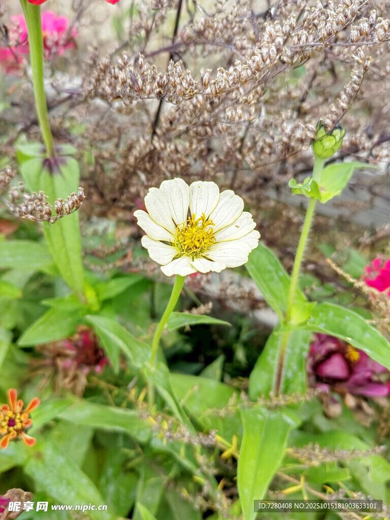 白色花朵绽放于绿植间
