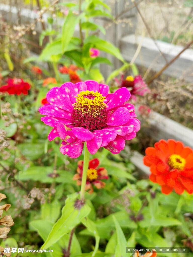 多彩绽放的娇艳花卉