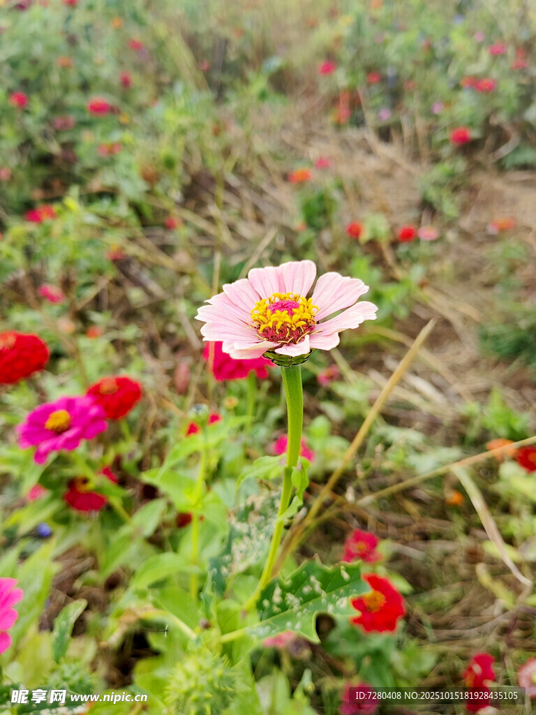 田野中绽放的多彩花朵