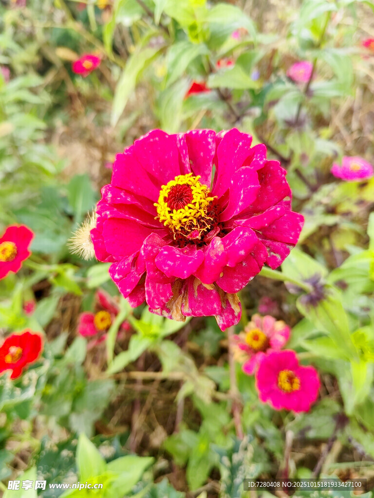 艳丽绽放的玫红色百日菊