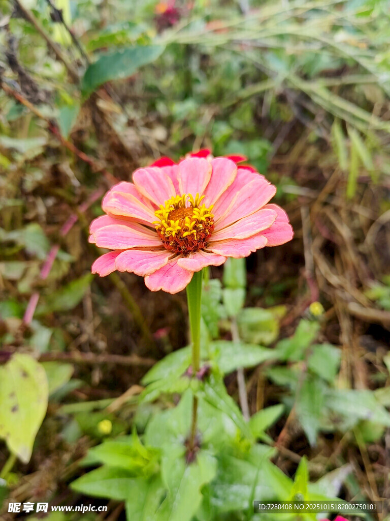 娇艳粉色花朵绽放于草丛