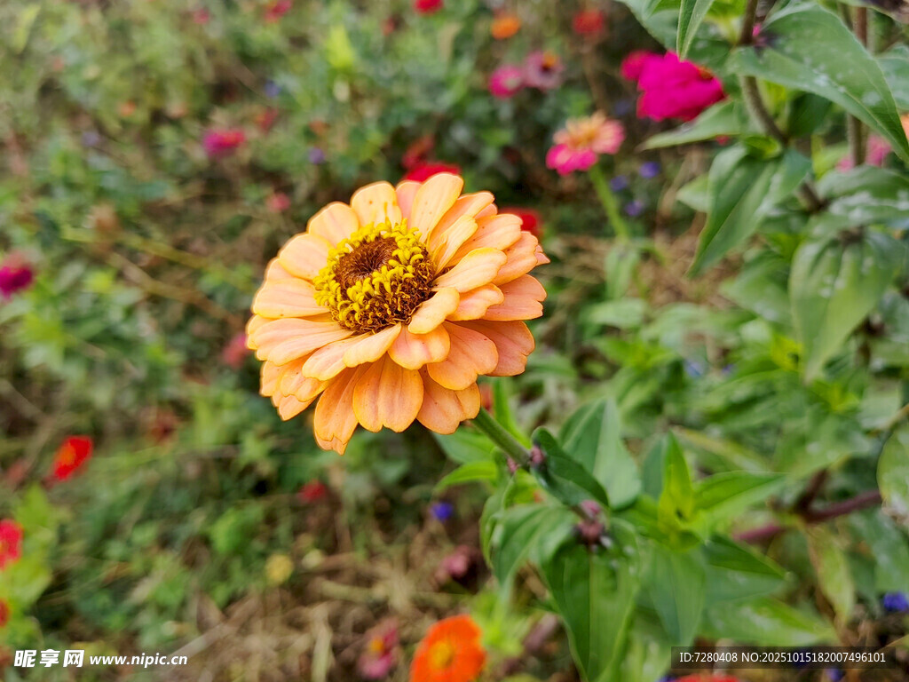 橙色花朵绽放于花丛中