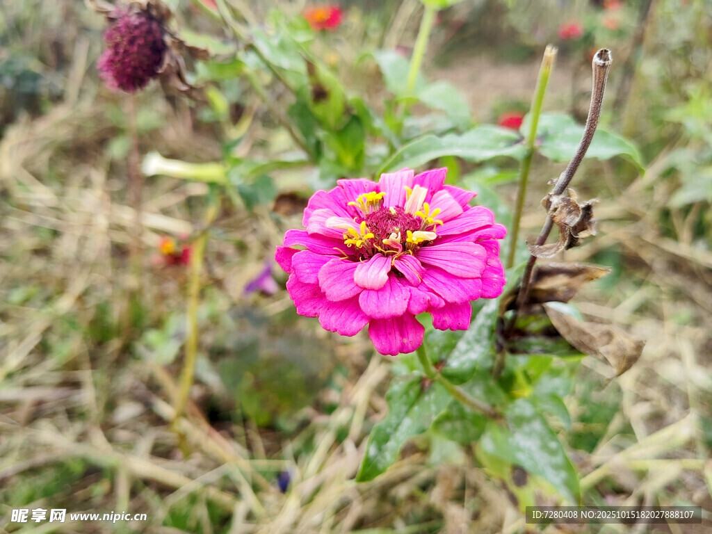 田野中绽放的艳丽粉花