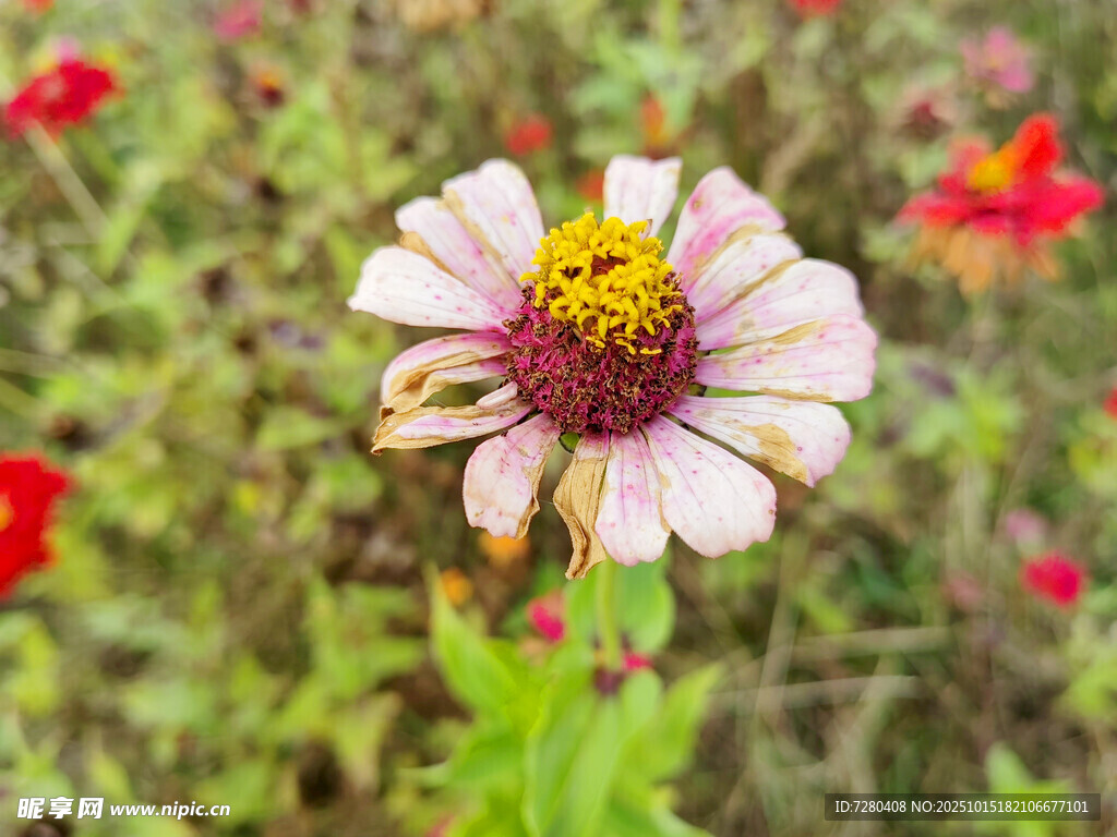 单朵绽放的多彩花朵