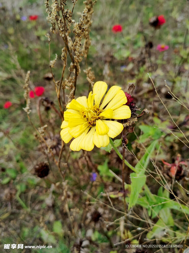 黄色小花绽放于草丛间