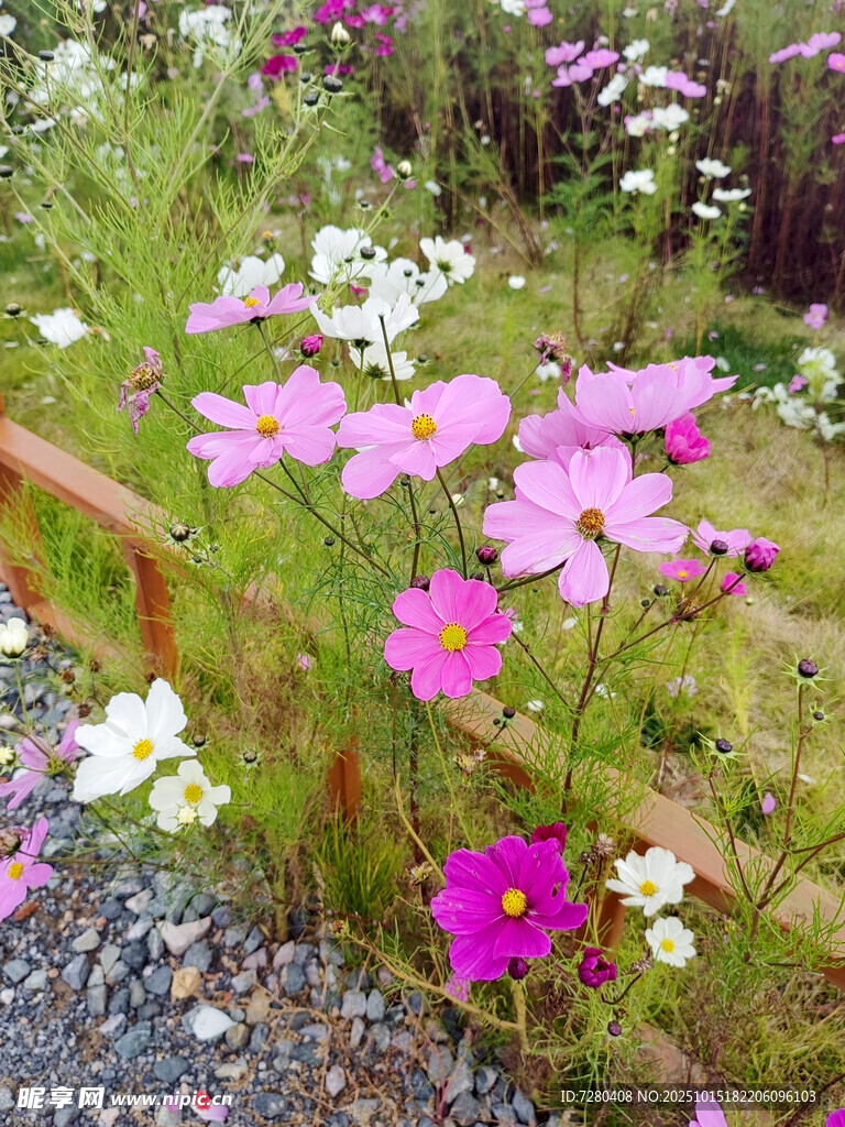 缤纷格桑花绽放于小径旁