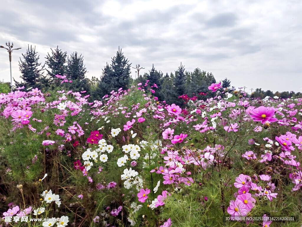 绚烂花海绽放美丽瞬间