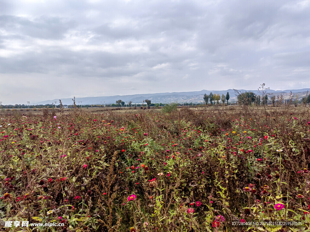 田野间绚烂多彩的植物景观