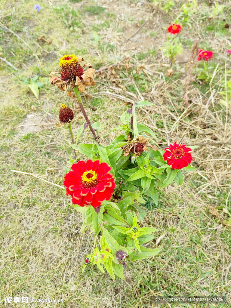 草地上的鲜艳花朵