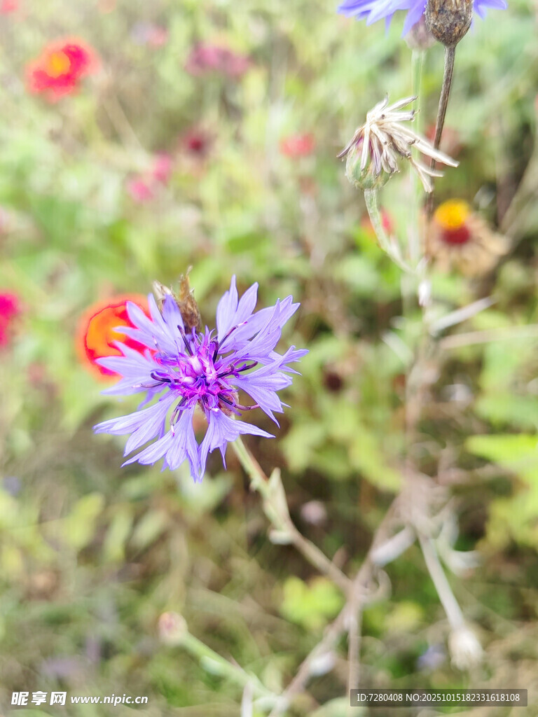 紫色小花绽放于草丛间